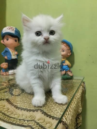 قطه شيرازى للبيع