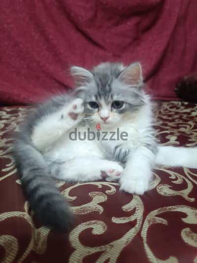 قطة انثى شيرازي بيور  بجميع كمالياتها