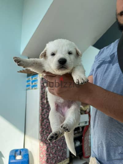 white german puppies