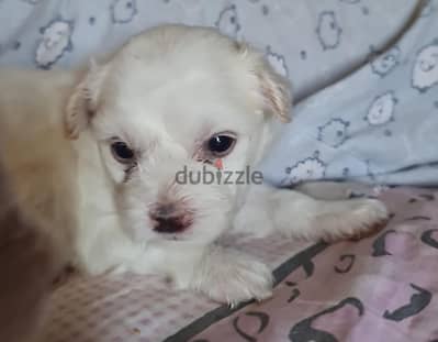 puppies Mix griffon & pikinoi تبني
