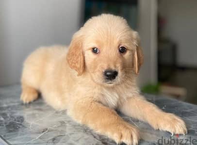 pure golden retriever puppies male & female available