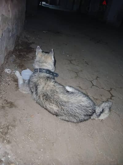 ٦ شارع عامر عزبه طه السبع