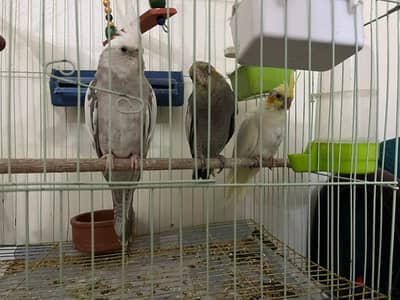 2 كوكتيل مفطوم عمر شهر ونص اليف