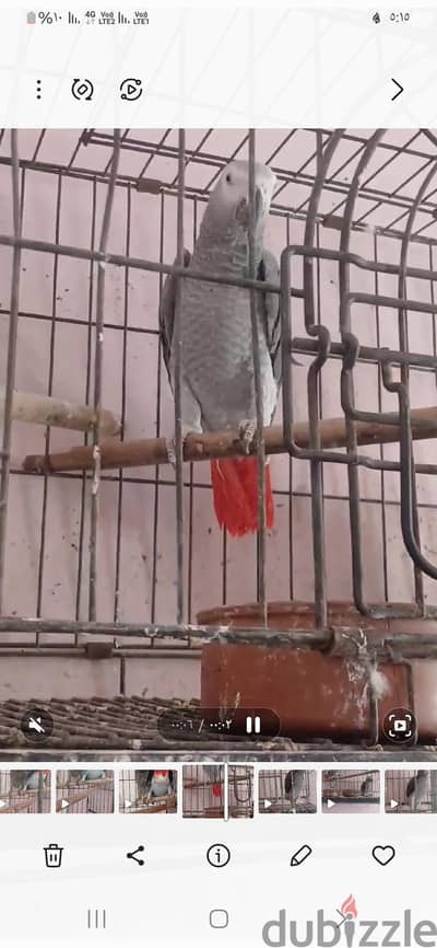 زنجباري عين رمادي