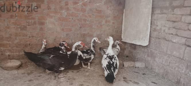 بط مسكوفي