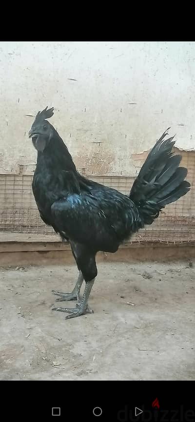 دجاج لامبورجيني
