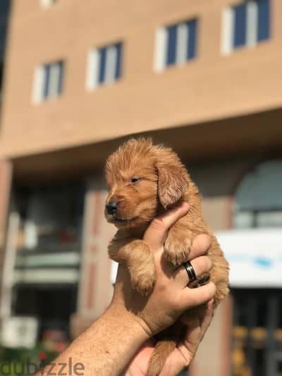 جولدن ريتريفر Golden Retriever