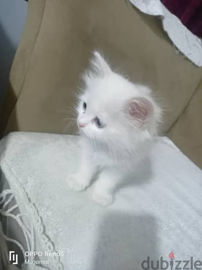 المرج القاهره