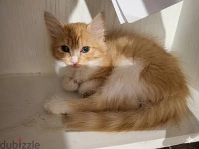 Ginger Girl