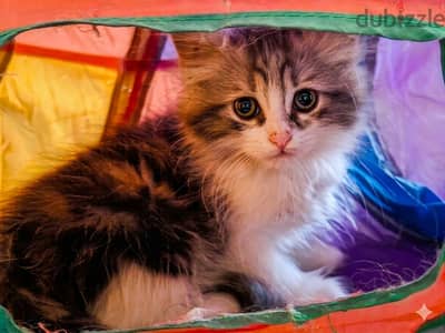 sherazi kitten
