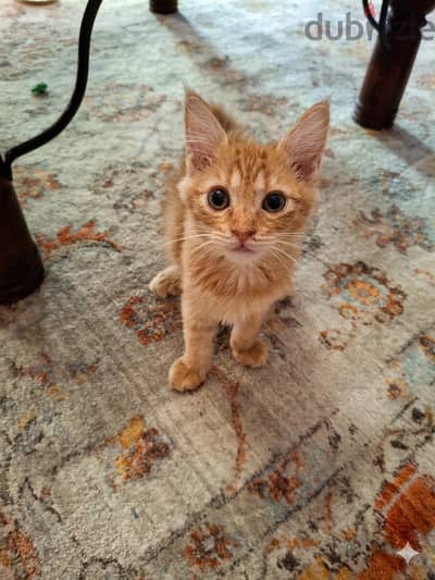 Ginger Kitten