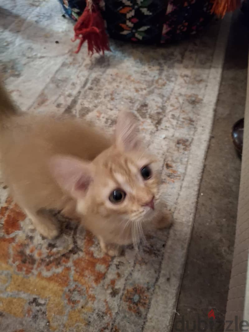 Ginger Kitten 2