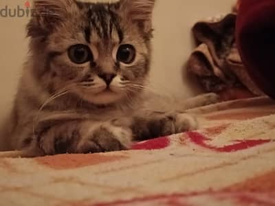قطه شيرازي