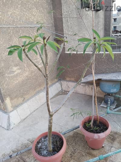 ٢ زرع مقاس كبير