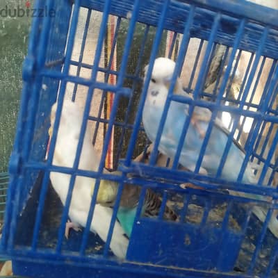 جوزبن ا سترلى اول شغل