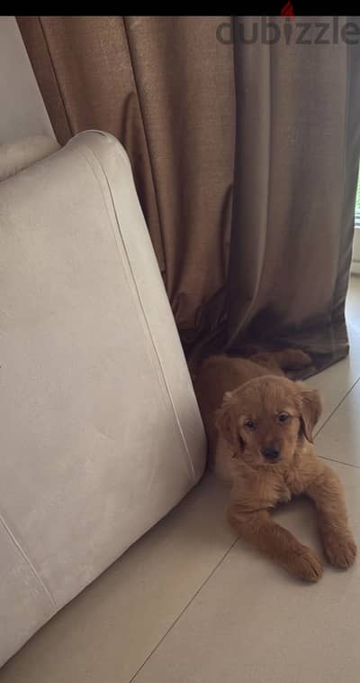 Pure golden retriever male dog