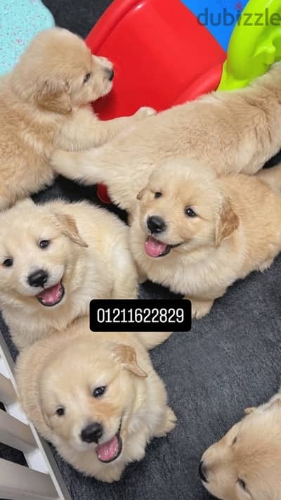 اجمل جراوي جولدن golden retriever