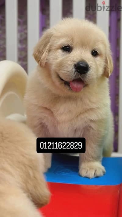 golden retriever puppies جولدن