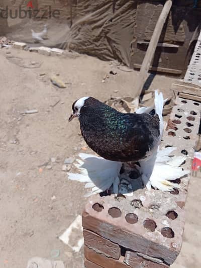حمام نفاخ و كنج و شقلباظ