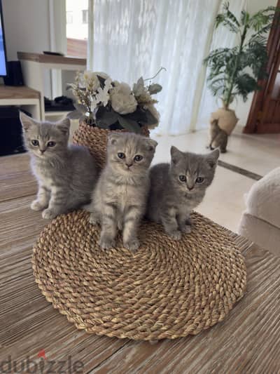 قطط سكوتش ستريت و فولد ٥٠ يوم