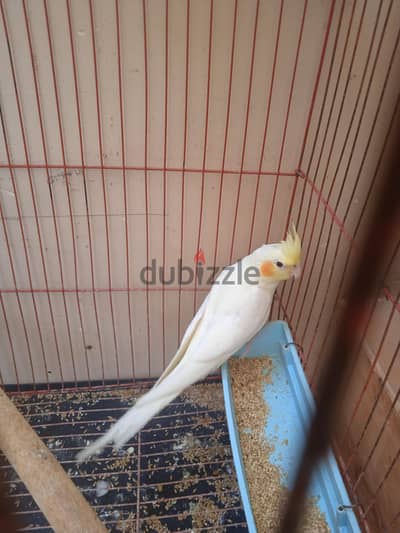 شاب كوكتيل