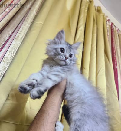 قطه شيرازي