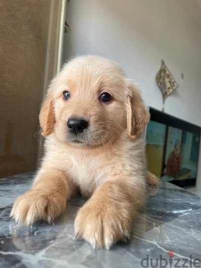 Golden retriever puppies
