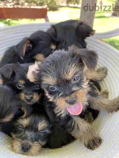 Yorkie girls