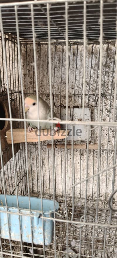 عصفور روز ازرق