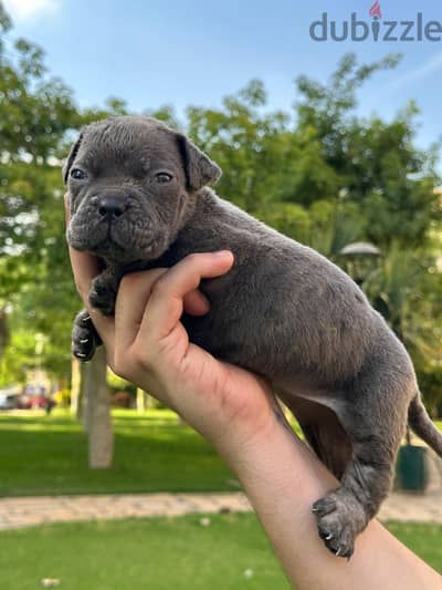 جراوي كين كورسو cane Corso dogs