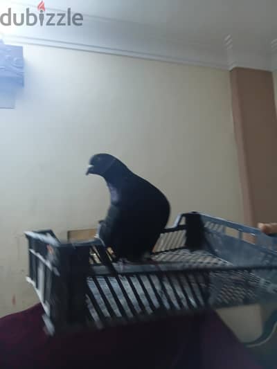 المقطم