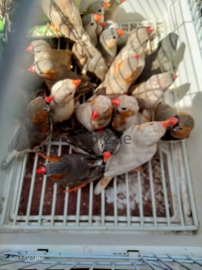 زيبرا مميزة تصنيف الاورانج