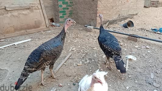رومي بلدي