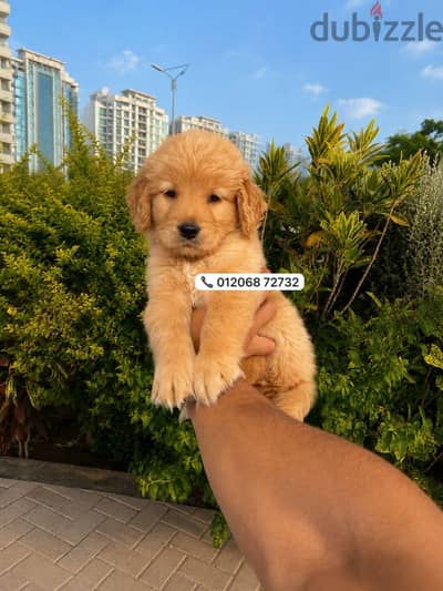golden puppy