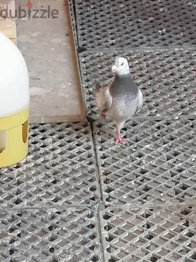 داكر زاجل