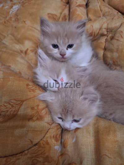 3 cats for adoption قطط للتبني 3