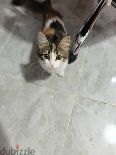 للتبني