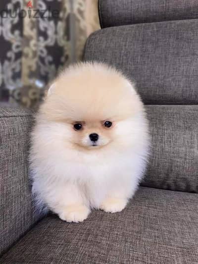 Pomeranian tea cup بومارينيان تي كب