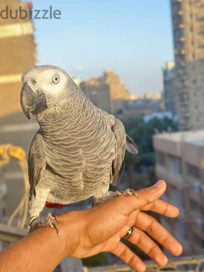 ببغاء زنجباري افريكان جري