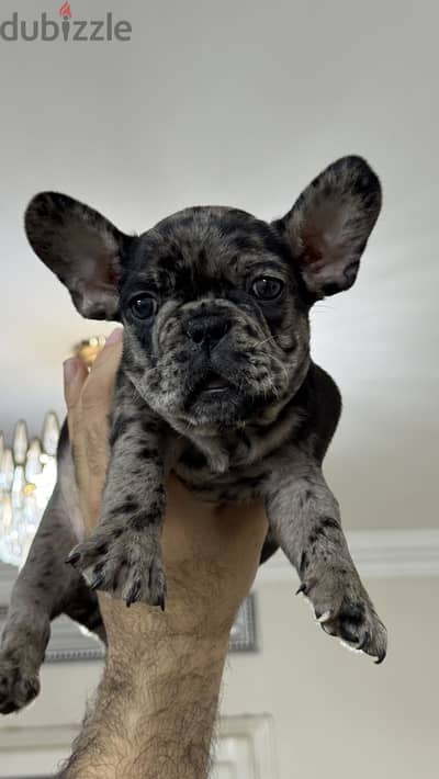 French bulldog فرنش بولدوج puppy