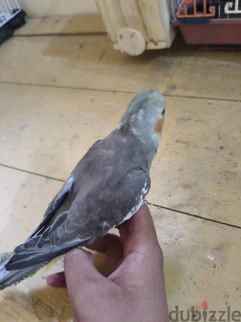 دكر كوكتيل حبشى جامبو شاب أليف بدون عض سبليت لاتينى 1