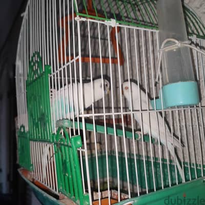 عصافير بادچي