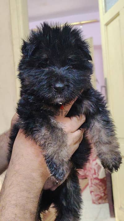 german shepherd puppies