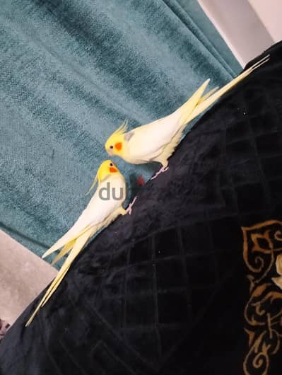 ولد وبنت مدربين