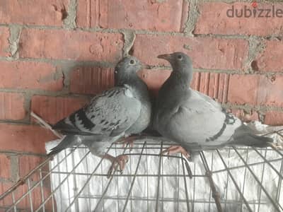 عش زاجل بورق