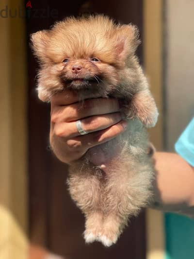 pomeranian