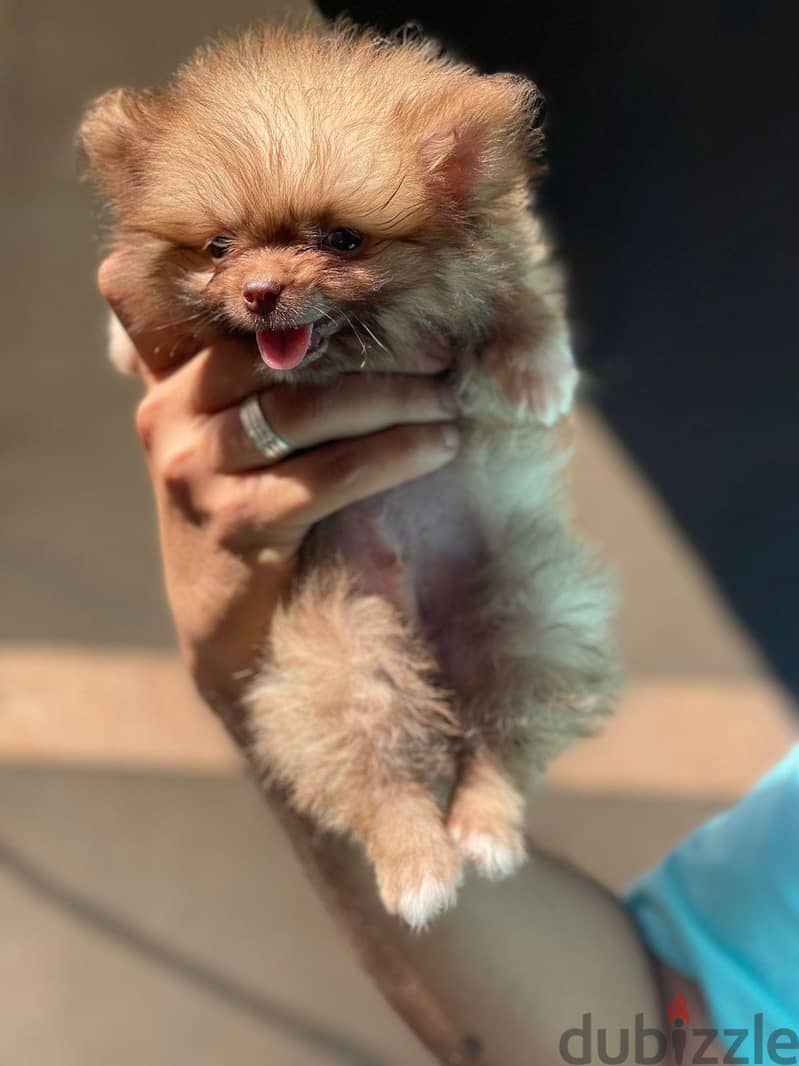 pomeranian 1