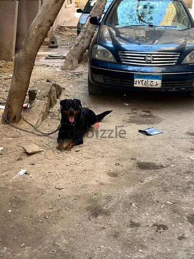 تدريب كلاب