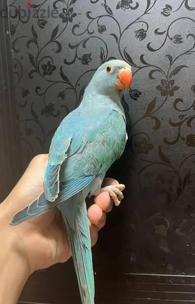 فرخ دره 4 شهور