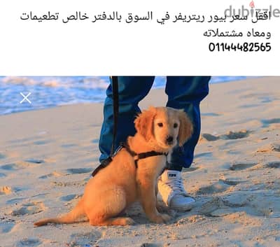 جولدن ريتريفر ولد بيور
